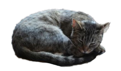 cat sleep