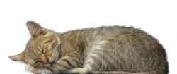 cat sleep
