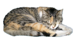 cat sleep
