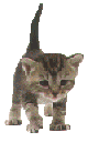 kitten