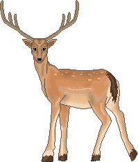 deer