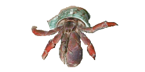 crab dance
