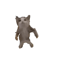 dance cat