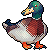 mallard
