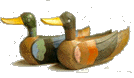 ducks