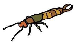 earwig