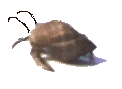 crab swim