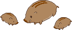 boar family