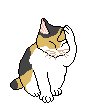 calico cat
