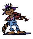 raccoon