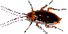 cockroach