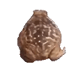 frog