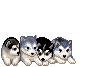 huskies