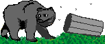trash bear
