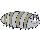 bug