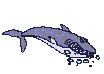 shark