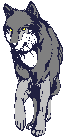 wolf