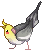 cockatoo