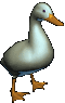 ducky