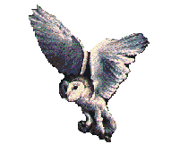 owl