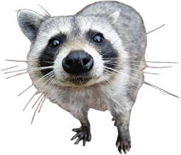 raccoon