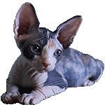 sphinx cat