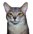 cat wink