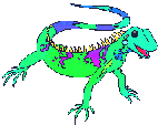 iguana