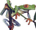 frog