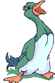 bird
