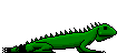 iguana