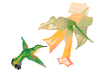 hummingbird