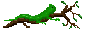 lizard