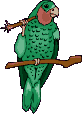 parrot