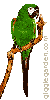 parrot