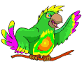 parrot