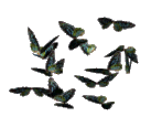butterflies