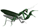 mantis