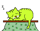 cat sleep