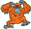 orangutan