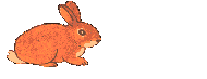bunny
