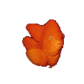 goldfish