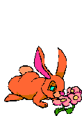 rabbit flowers