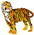 tiger
