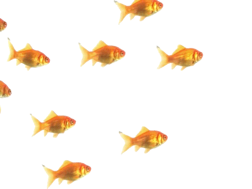 goldfish