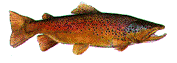 trout