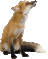 fox wiggle