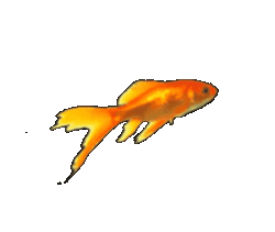 goldfish