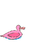 pelican