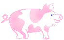 pig